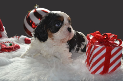 Christelle Perron - Cavalier King Charles Spaniel - Portée née le 21/09/2024